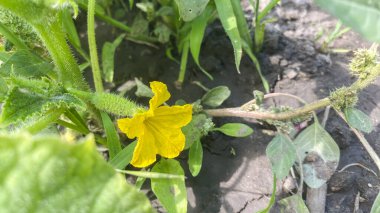 Bir ev serasında çeşitli yeşillikler yetiştiriyor. Fotoğraflar yakın çekim.