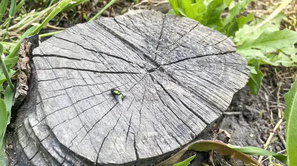 Eski ahşap desenli, çatallı, yakın çekim. Yıllanmış odun, güneşin ve rüzgarın altında