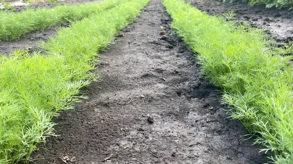 Bir ev serasında çeşitli yeşillikler yetiştiriyor. Fotoğraflar yakın çekim.