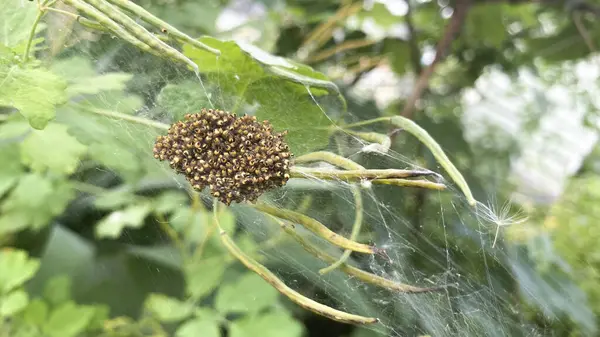 Örümcek yavrusu, ağdaki büyük örümceklerle birkaç ot yaprağı arasında gerildi.