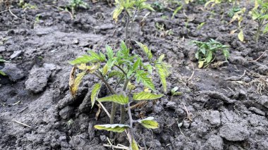 Bir çiftlik evinde, bir bahçe yatağında kurumuş ve hasta domates çalısı.