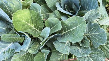 Çiftlikte lahana yetiştiriyorum. Yakın plan fotoğraf. Bir baş lahana meyvesi