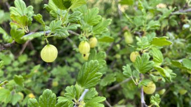 Meyveler ve çeşitli meyveler tarlada, yataklarda, ev çiftliğinde. Sıcak yaz güneşinin altında olgunlaşan hasat.