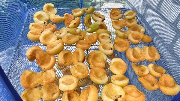 Kayısı meyvelerini kurutmak, uzun vadeli depolama için, özel bir ağ içinde, doğrudan güneş ışığında.