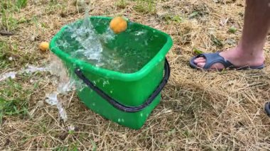 Kayısı hazırlamak ve hasat etmek, kurutmak ve kurutmak için.