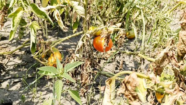 Sonbaharda güneşin parlak ışınları altında hasat. Olgun meyveler.