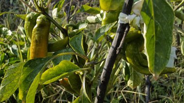 Memlekette meyve ve sebze yetiştiriyorum. Ürün hasat ve depolama