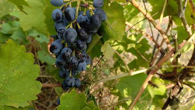 growing fruits and vegetables at home on a home farm. harvesting and storing products