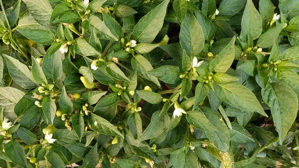 Memlekette meyve ve sebze yetiştiriyorum. Ürün hasat ve depolama
