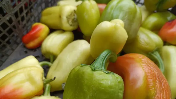 Memlekette meyve ve sebze yetiştiriyorum. Ürün hasat ve depolama