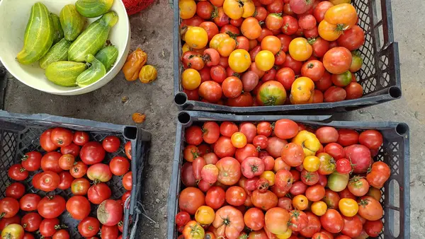 Memlekette meyve ve sebze yetiştiriyorum. Ürün hasat ve depolama
