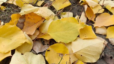 Sonbahar sarısı yapraklar yakın plan. Sarı yaprakların dokusu