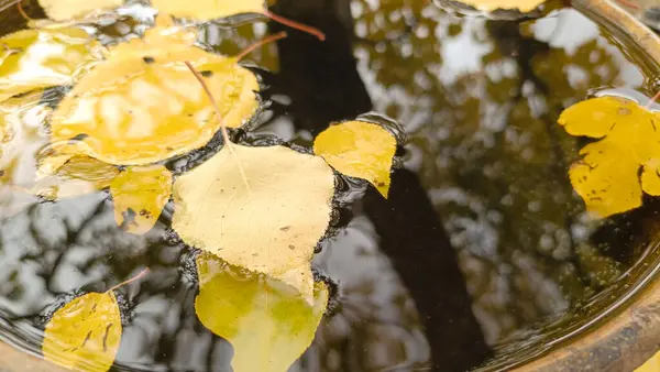 Sonbahar sarısı yapraklar yakın plan. Sarı yaprakların dokusu