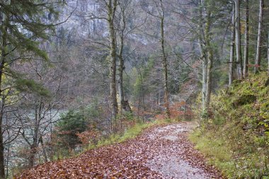 Alplerdeki sonbahar ormanı, Yukarı Avusturya, Avusturya