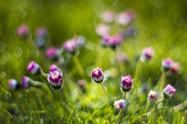 Sabah çiğ tanecikli papatya çiçekleri, doğal bokeh, yumuşak odak