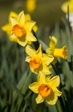 Nergis, Narcissus sahte, sarı narsisli çiçekler bir parkta, bahar zamanı.