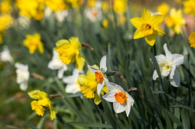 Nergis, Narcissus sahte, sarı narsisli çiçekler bir parkta, bahar zamanı.