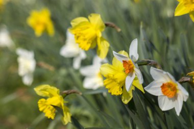 Nergis, Narcissus sahte, sarı ve beyaz narsisli çiçekler bir parkta, bahar zamanı