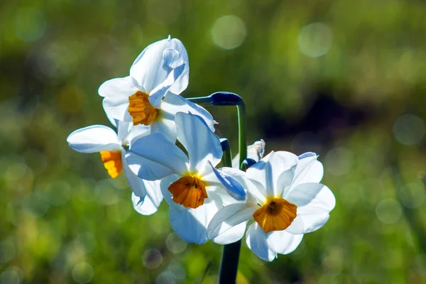 Narcissus Цветы Саду Природные Bokeh — стоковое фото