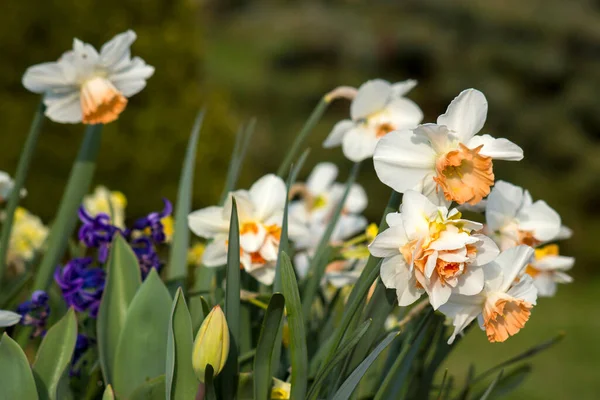 Fleurs Printanières Dans Jardin Narcisses Tulipes Jacinthes — Photo