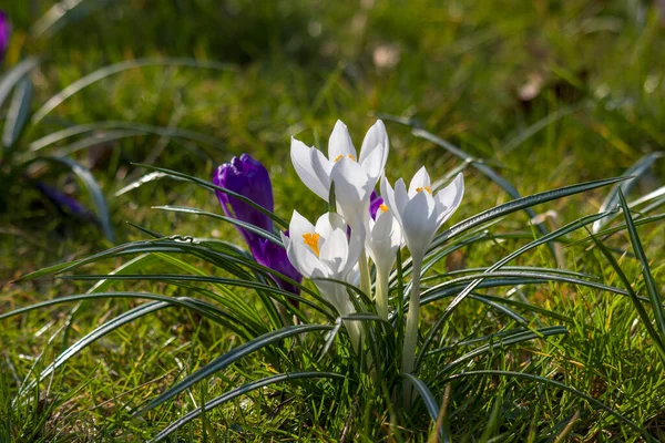 Crocus Flowers Garden Spring Flowers — Stock Photo, Image