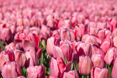 tulip field in the Netherlands - pink tulips