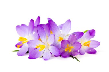 Crocus - beyaz arkaplandaki ilk ilkbahar çiçeklerinden biri