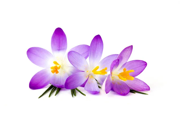 クロッカス 白を背景にした最初の春の花の1つ — ストック写真