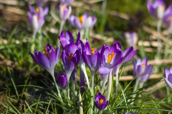 Crocus Virágok Kertben Tavaszi Virágok — Stock Fotó
