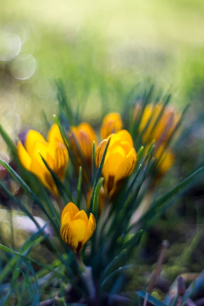 Fleurs Crocus Dans Jardin Bokeh Naturel — Photo