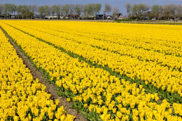 荷兰的郁金香场 黄色郁金香 软聚焦点 — 图库照片