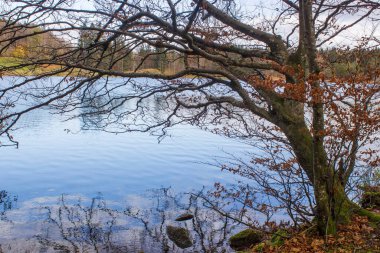 Laudachsee Gmunden, Avusturya 'daki ağaçların sonbahar manzarası