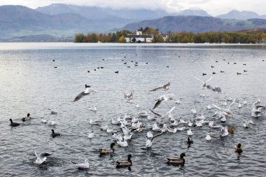 Gmunden 'deki su kuşları Traunsee, Avusturya, Avrupa