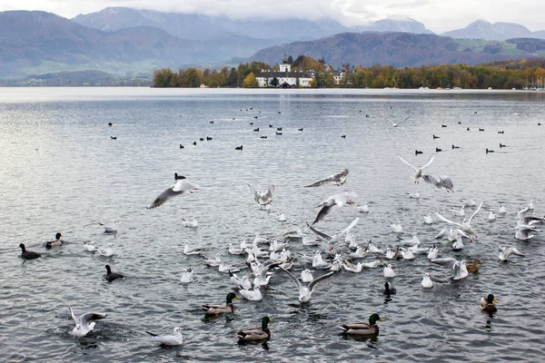 stock image water birds in Gmunden at Traunsee, Austria, Europe