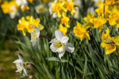 Nergis, Narcissus sahte, sarı ve beyaz narsisli çiçekler bir parkta, bahar zamanı