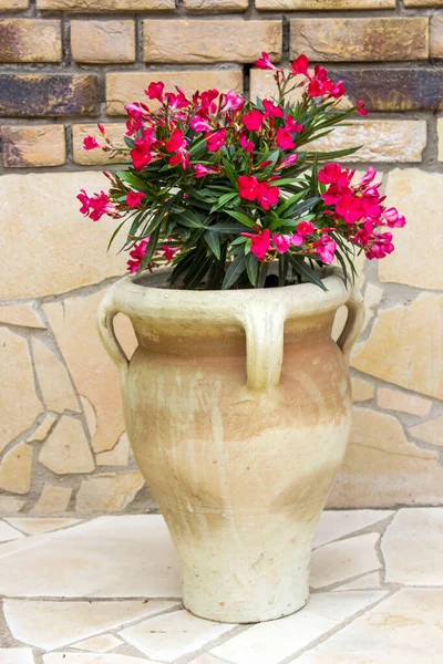 Oleander Flowers Clay Amphora — Stock Photo, Image