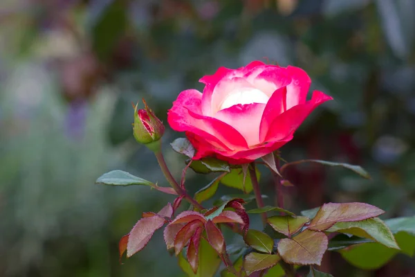 stock image roses in a garden - close up