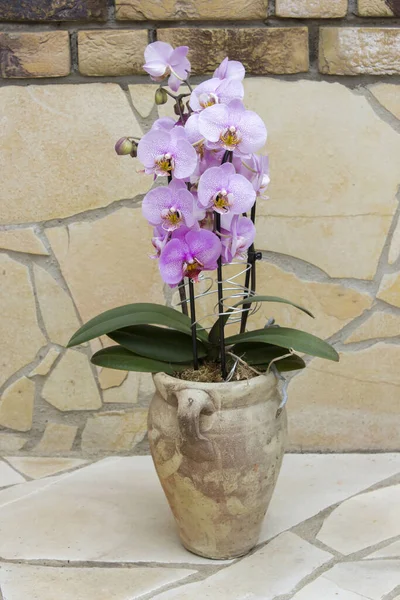 Belle Orchidée Rose Dans Pot Fleurs Phalaenopsis — Photo