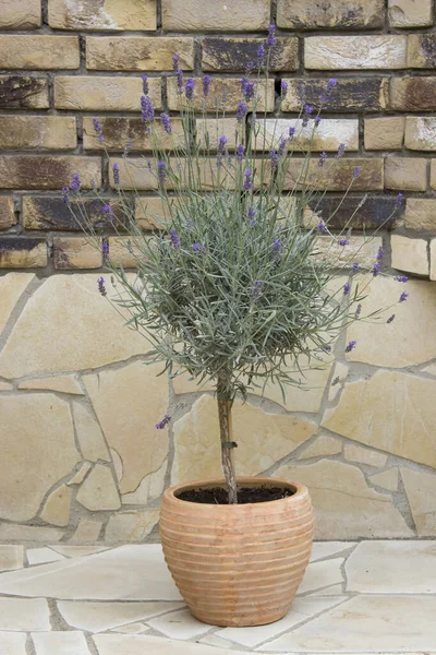 Lavender Flowers Clac Pot — Stock Photo, Image