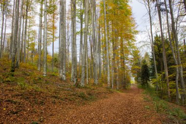 Alplerdeki sonbahar ormanı, Yukarı Avusturya, Avusturya