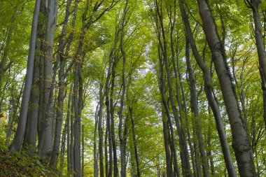 Alplerdeki sonbahar ormanı, Yukarı Avusturya, Avusturya