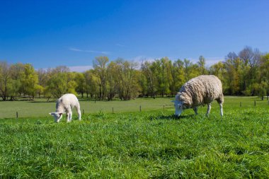 Almanya 'da yeşil çimenlikteki bir çayırda koyunlar