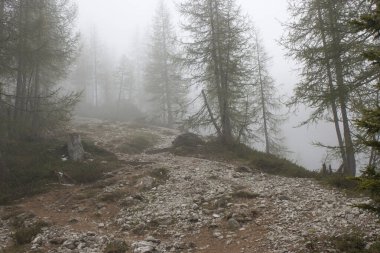 foggy forest in Lienz Dolomites in Austria. East Tyrol