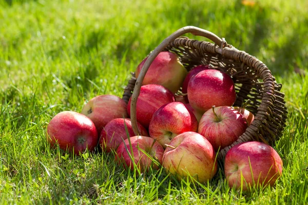 Świeże Jabłka Koszyku Ogrodzie — Zdjęcie stockowe