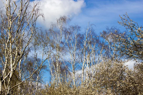 白桦树 春天的天空和云彩前的树木 — 图库照片