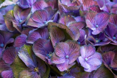 Makro resim, mavi ortanca çiçeği arkaplanı