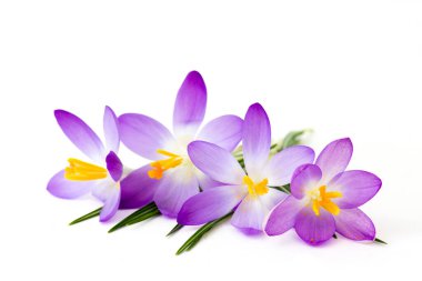 Crocus - beyaz arkaplandaki ilk ilkbahar çiçeklerinden biri