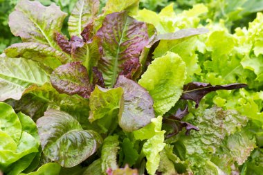 farklı türde marul.