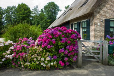 GIETHOORN, NETHERLANDS - evlerin ve bahçelerin tipik Hollanda ilçesi