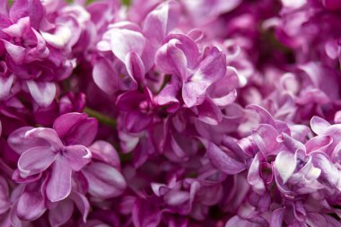 Çiçek açan leylak çiçekleri. Makro fotoğraf, yumuşak odak